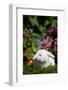 White Holland Lop Rabbit on Club Moss with Background of Summer Flowers, Torrington-Lynn M^ Stone-Framed Photographic Print