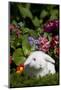 White Holland Lop Rabbit on Club Moss with Background of Summer Flowers, Torrington-Lynn M^ Stone-Mounted Photographic Print