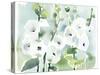 White Hollyhocks-Katrina Pete-Stretched Canvas