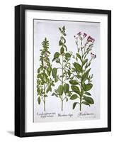 White Horehound, Horehound and Mint, from 'Hortus Eystettensis', by Basil Besler (1561-1629), Pub.-German School-Framed Giclee Print