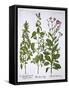 White Horehound, Horehound and Mint, from 'Hortus Eystettensis', by Basil Besler (1561-1629), Pub.-German School-Framed Stretched Canvas