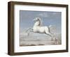 White Horse, 1560-99-Joris Hoefnagel-Framed Art Print