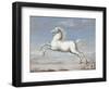 White Horse, 1560-99-Joris Hoefnagel-Framed Art Print