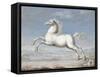 White Horse, 1560-99-Joris Hoefnagel-Framed Stretched Canvas