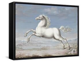 White Horse, 1560-99-Joris Hoefnagel-Framed Stretched Canvas