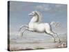 White Horse, 1560-99-Joris Hoefnagel-Stretched Canvas