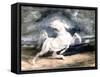 White Horse, 19th Century-Eugene Delacroix-Framed Stretched Canvas