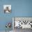 White Horse 3-Susan Vizvary-Premium Photographic Print displayed on a wall