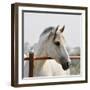 White Horse 3-Susan Vizvary-Framed Premium Photographic Print