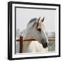 White Horse 3-Susan Vizvary-Framed Premium Photographic Print