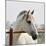 White Horse 3-Susan Vizvary-Mounted Premium Photographic Print