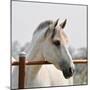 White Horse 3-Susan Vizvary-Mounted Premium Photographic Print
