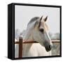 White Horse 3-Susan Vizvary-Framed Stretched Canvas