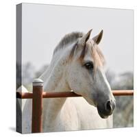 White Horse 3-Susan Vizvary-Stretched Canvas