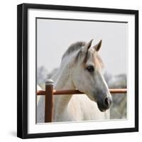 White Horse 3-Susan Vizvary-Framed Photographic Print