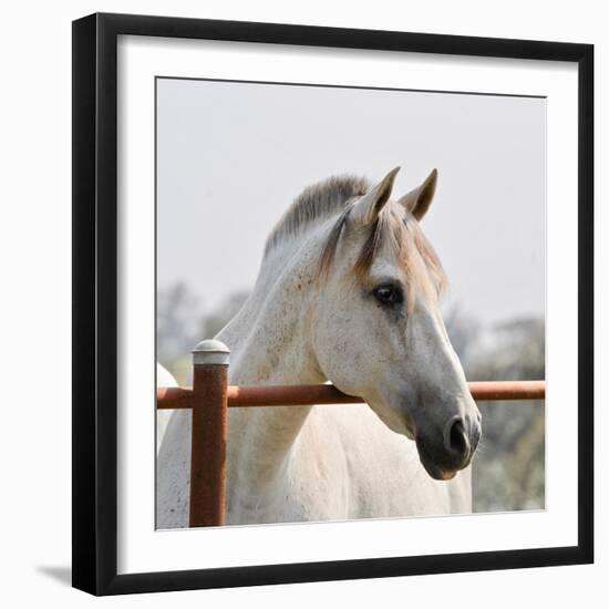 White Horse 3-Susan Vizvary-Framed Photographic Print