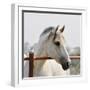 White Horse 3-Susan Vizvary-Framed Photographic Print