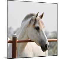 White Horse 3-Susan Vizvary-Mounted Photographic Print