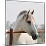 White Horse 3-Susan Vizvary-Mounted Photographic Print