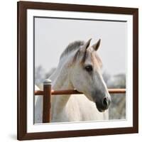 White Horse 3-Susan Vizvary-Framed Photographic Print