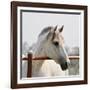 White Horse 3-Susan Vizvary-Framed Photographic Print