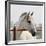 White Horse 3-Susan Vizvary-Framed Photographic Print