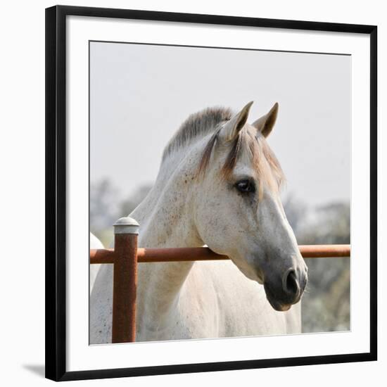 White Horse 3-Susan Vizvary-Framed Photographic Print