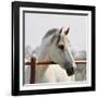 White Horse 3-Susan Vizvary-Framed Photographic Print