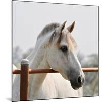 White Horse 3-Susan Vizvary-Mounted Photographic Print