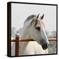 White Horse 3-Susan Vizvary-Framed Stretched Canvas