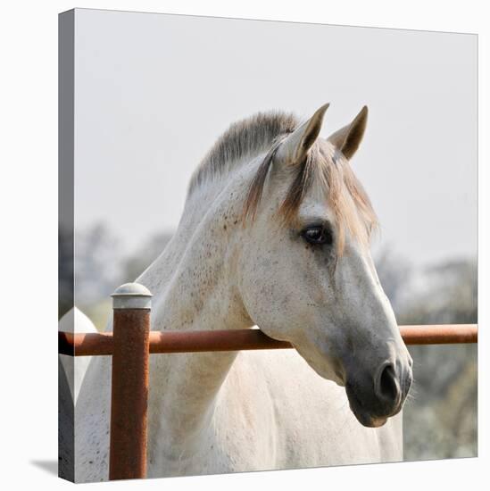 White Horse 3-Susan Vizvary-Stretched Canvas