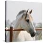 White Horse 3-Susan Vizvary-Stretched Canvas