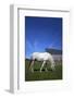 White Horse and Barn, Guysborough County, Nova Scotia, Canada.-Kymri Wilt-Framed Photographic Print