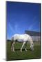 White Horse and Barn, Guysborough County, Nova Scotia, Canada.-Kymri Wilt-Mounted Photographic Print