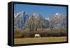 White Horse and Teton Mts, Moose Head Ranch, Grand Teton National Park, Wyoming-Michel Hersen-Framed Stretched Canvas