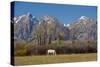 White Horse and Teton Mts, Moose Head Ranch, Grand Teton National Park, Wyoming-Michel Hersen-Stretched Canvas