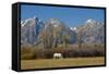 White Horse and Teton Mts, Moose Head Ranch, Grand Teton National Park, Wyoming-Michel Hersen-Framed Stretched Canvas