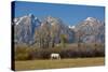 White Horse and Teton Mts, Moose Head Ranch, Grand Teton National Park, Wyoming-Michel Hersen-Stretched Canvas