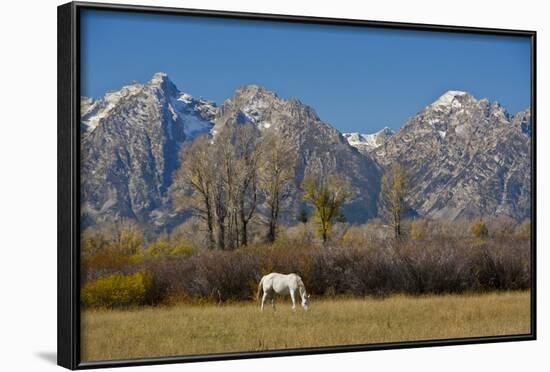 White Horse and Teton Mts, Moose Head Ranch, Grand Teton National Park, Wyoming-Michel Hersen-Framed Photographic Print