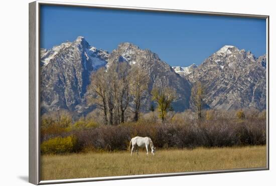 White Horse and Teton Mts, Moose Head Ranch, Grand Teton National Park, Wyoming-Michel Hersen-Framed Photographic Print