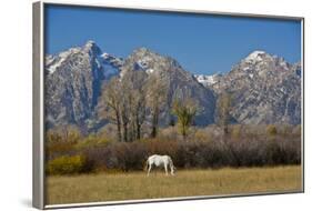 White Horse and Teton Mts, Moose Head Ranch, Grand Teton National Park, Wyoming-Michel Hersen-Framed Photographic Print