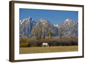 White Horse and Teton Mts, Moose Head Ranch, Grand Teton National Park, Wyoming-Michel Hersen-Framed Photographic Print