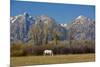 White Horse and Teton Mts, Moose Head Ranch, Grand Teton National Park, Wyoming-Michel Hersen-Mounted Photographic Print