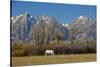 White Horse and Teton Mts, Moose Head Ranch, Grand Teton National Park, Wyoming-Michel Hersen-Stretched Canvas