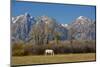 White Horse and Teton Mts, Moose Head Ranch, Grand Teton National Park, Wyoming-Michel Hersen-Mounted Photographic Print