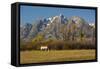 White Horse, Autumn, Grand Tetons, Grand Teton National Park, Wyoming, USA-Michel Hersen-Framed Stretched Canvas