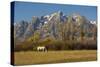 White Horse, Autumn, Grand Tetons, Grand Teton National Park, Wyoming, USA-Michel Hersen-Stretched Canvas