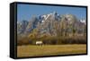 White Horse, Autumn, Grand Tetons, Grand Teton National Park, Wyoming, USA-Michel Hersen-Framed Stretched Canvas