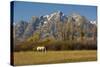 White Horse, Autumn, Grand Tetons, Grand Teton National Park, Wyoming, USA-Michel Hersen-Stretched Canvas