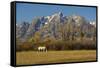 White Horse, Autumn, Grand Tetons, Grand Teton National Park, Wyoming, USA-Michel Hersen-Framed Stretched Canvas